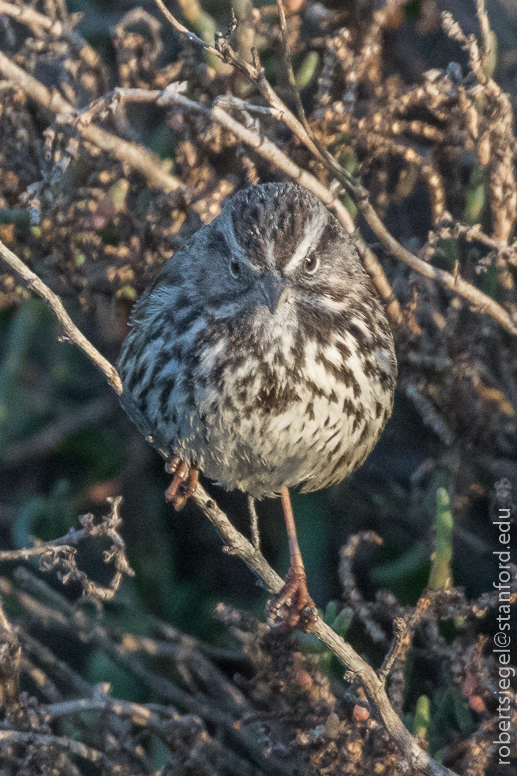 palo alto baylands